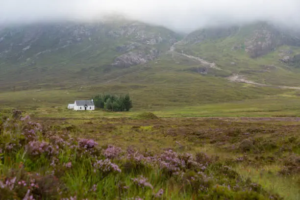 lonely bothy at glencoe valley in front of mountain behind purple heather