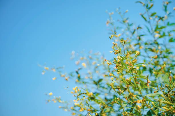 Green pigeon pea field in India