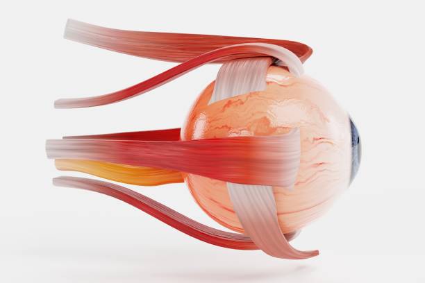istock Realistic 3D Render of Eye Muscles Model 1290239966