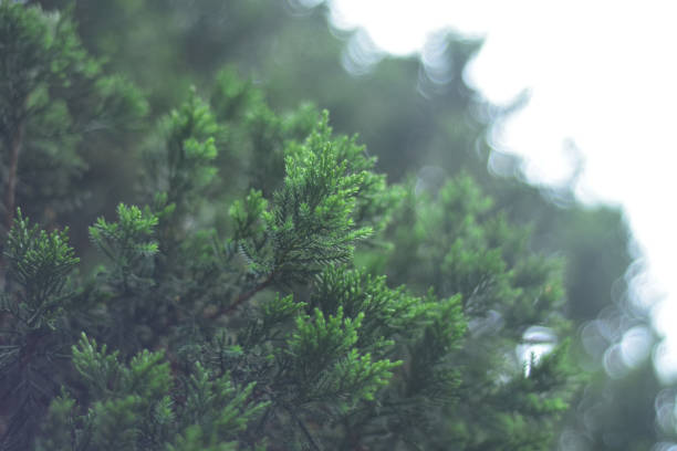 istock christmas tree with some light bokeh and blurred background 1290240275