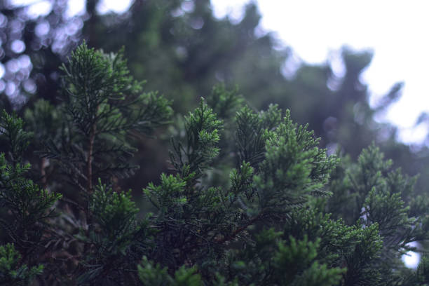 istock christmas tree with some light bokeh and blurred background 1290240474