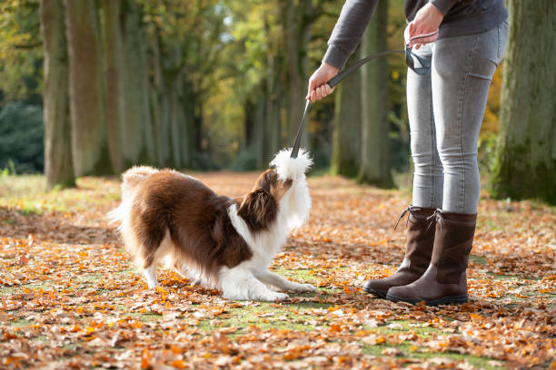 istock Dog seen from the side, pulling at a toy given as a reward by its owner outdoors in a forest lane during autumn 1290241231