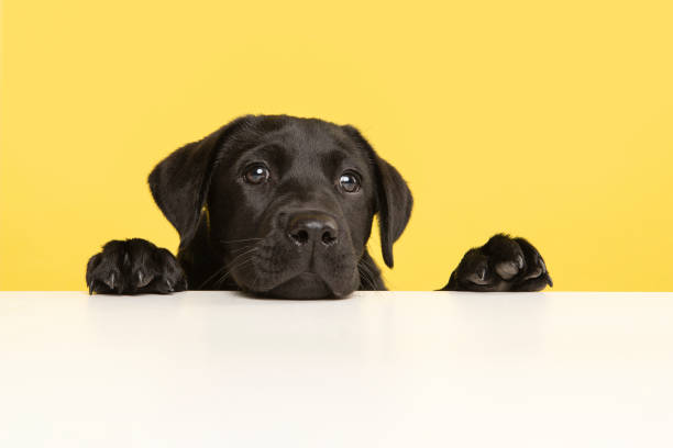 porträt eines niedlichen schwarzen labrador retriever welpen auf einem gelben hintergrund mit ihm pfoten und kopf auf einem weißen tisch liegend - dog puppy lying down looking at camera stock-fotos und bilder