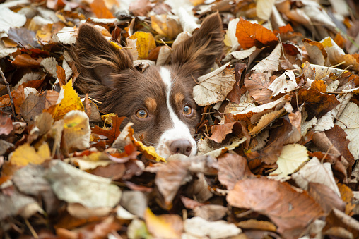 Dog hidden between autumn leafs with only its head peeking out