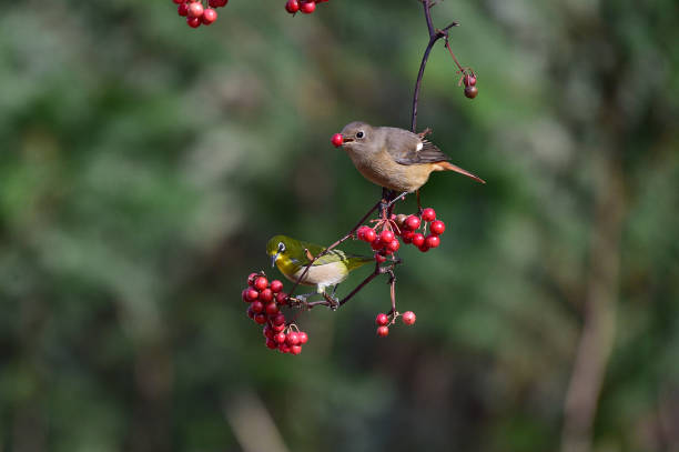 istock Permanent resident birds in Korea. 1290241454