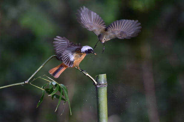 istock Permanent resident birds in Korea. 1290241455