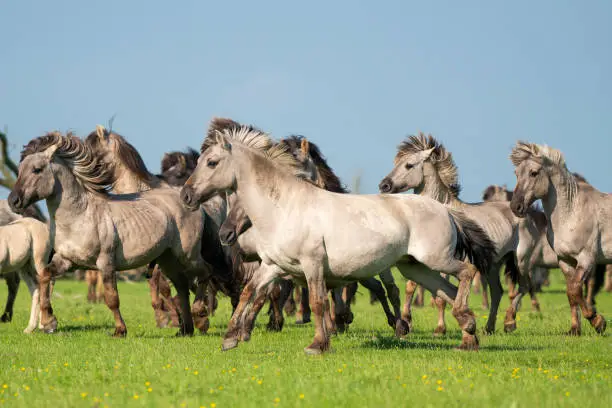 Group of running wild konik horses on a sunny day with blue sky and green grass