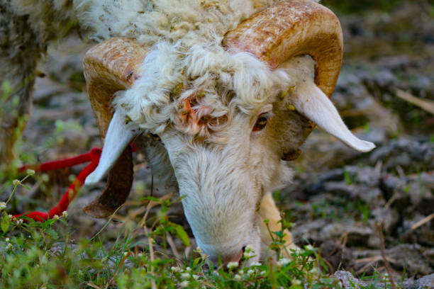 istock Closeup White Sheep in India 1290241941