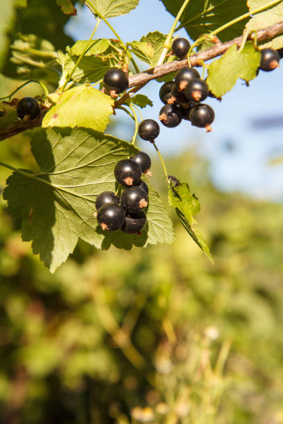 istock Black currants on bush growing in garden in summer day. 1290244584