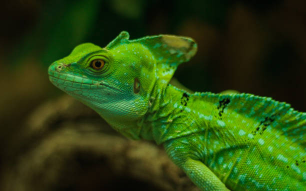 istock Close up of a green chameleon 1290245936
