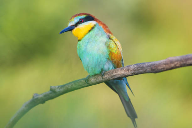 istock lovely bird with colored plumage looks at the camera 1290245996