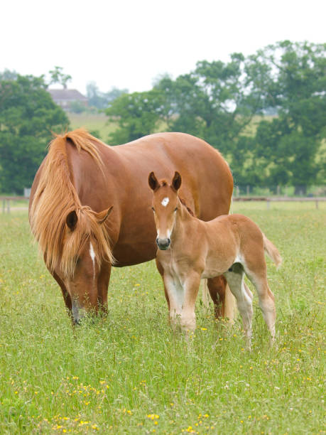 istock Rare Breed Suffolk Punch Foal and Mare 1290247345