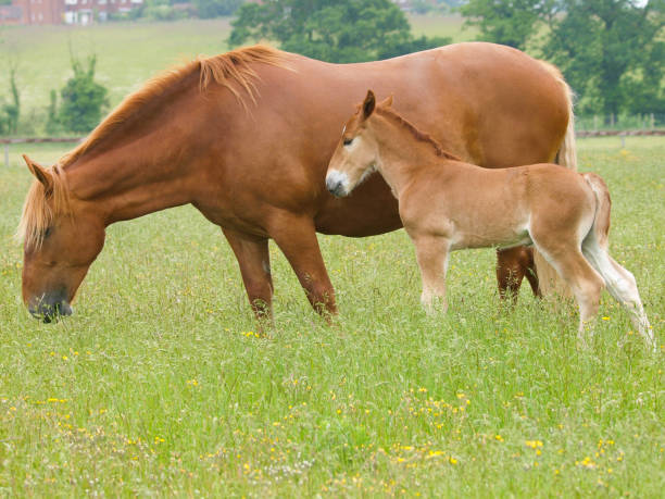 istock Rare Breed Suffolk Punch Foal and Mare 1290247450