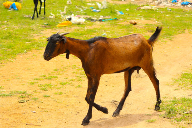 istock Indian brown and black village Goats 1290248617