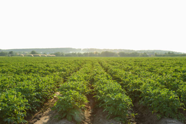 istock potato field on a sunny day. 1290249248
