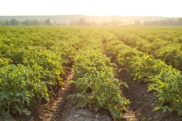 istock potato field on a sunny day. 1290249301