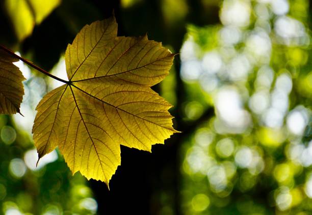 istock green tree leaves in autumn season, green background 1290250621