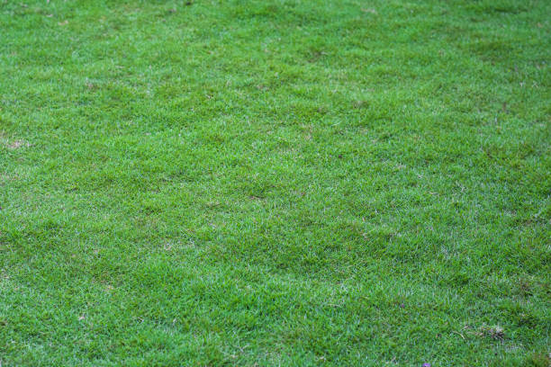 istock Top view of bright grass garden Idea concept used for making green backdrop, lawn for training football pitch, Grass Golf Courses green lawn pattern textured background. 1290251434