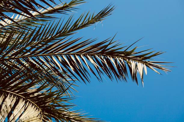 istock palm tree leaves and blue sky 1290251868