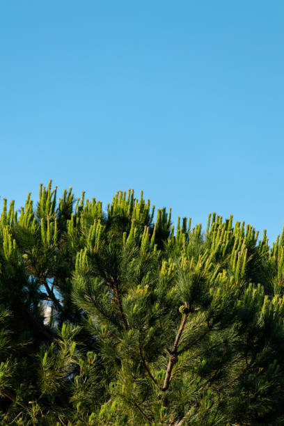 pinheiro com céu azul - pine - fotografias e filmes do acervo