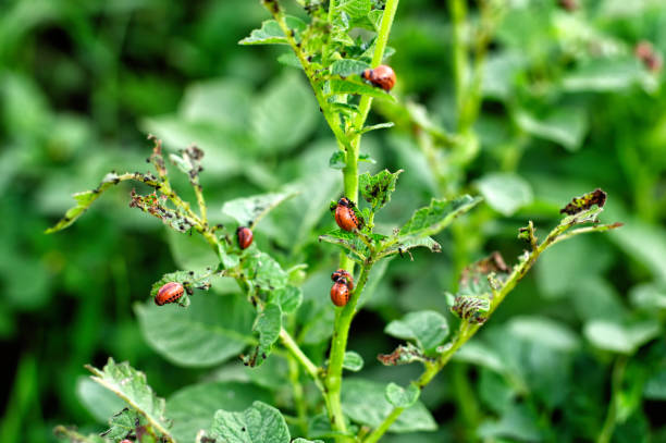 istock Colorado potato beetle larvae destroy potato leaves. 1290253414