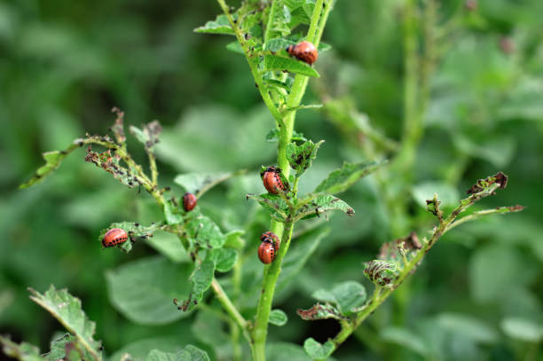 istock Colorado potato beetle larvae destroy potato leaves. 1290253431