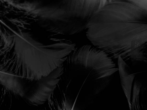 Beautiful abstract black feathers on white background and soft white feather texture on white texture pattern, dark theme wallpaper, gray feather background, gray banners