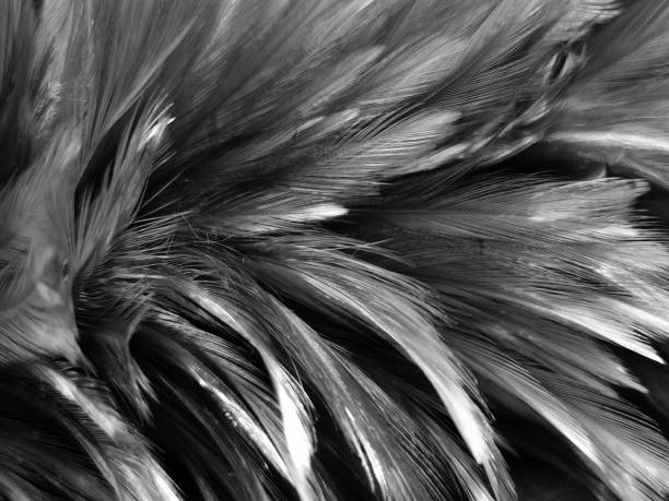 istock Beautiful abstract black feathers on white background and soft white feather texture on white texture pattern, dark theme wallpaper, gray feather background, gray banners 1290255278