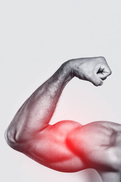 muscular arm. specialization for biceps training. - human muscle muscular build bicep men imagens e fotografias de stock