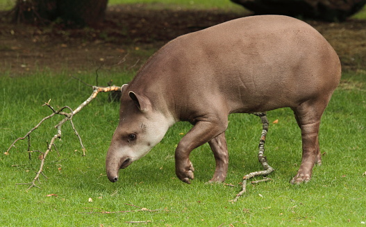 Tapir in his outdoor enclosure