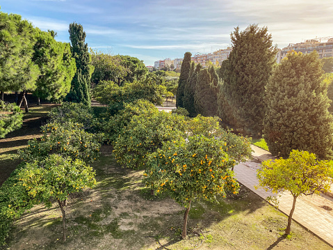 View from above of a section of the Turia Garden with some orange trees growing in it