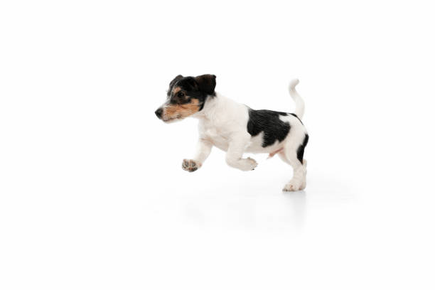 istock Studio shot of Jack Russell Terrier dog isolated on white studio background 1290258772