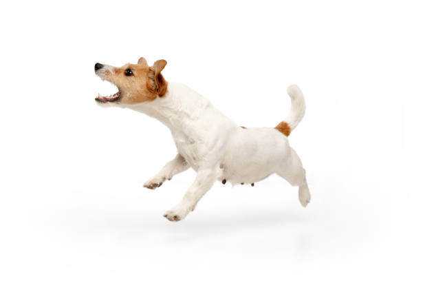 istock Studio shot of Jack Russell Terrier dog isolated on white studio background 1290258780
