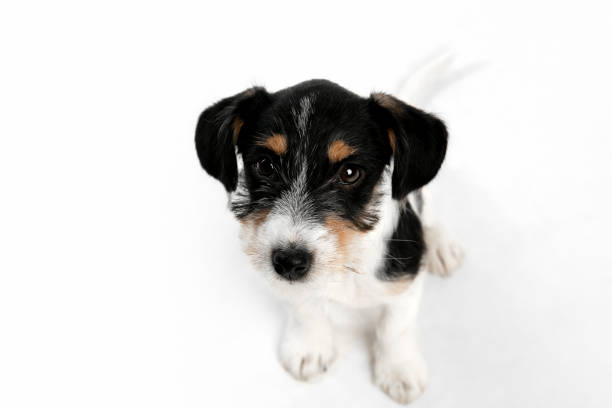istock Studio shot of Jack Russell Terrier dog isolated on white studio background 1290258783