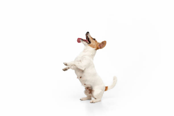 istock Studio shot of Jack Russell Terrier dog isolated on white studio background 1290259297