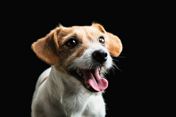 istock Studio shot of Jack Russell Terrier dog isolated on black studio background 1290259327
