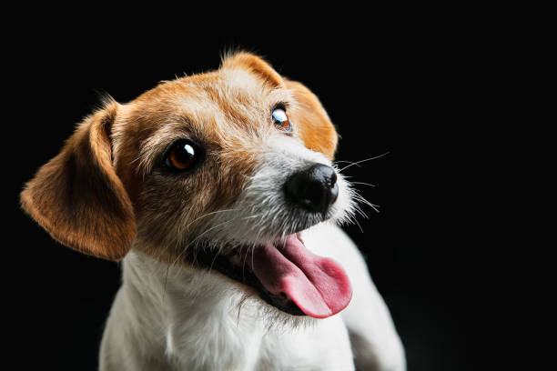 istock Studio shot of Jack Russell Terrier dog isolated on black studio background 1290259331