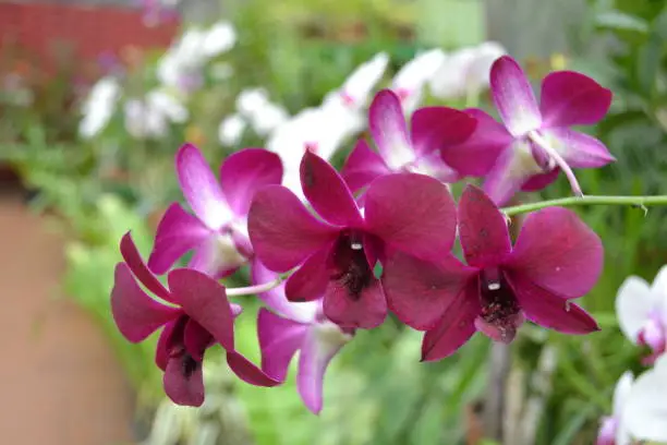 Photo of Purple orchid