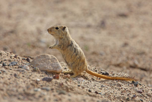Great Gerbil Great Gerbil (Rhombomys opimus) adult standing up on bank"n"nAlmaty province, Kazakhstan          June gerbil stock pictures, royalty-free photos & images