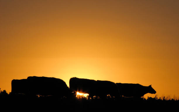 istock cows grazing at sunset in the field 1290261115