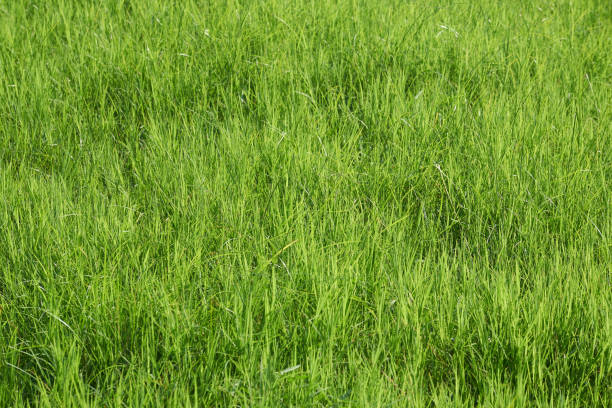 istock Background pattern of green grass in the field 1290261463