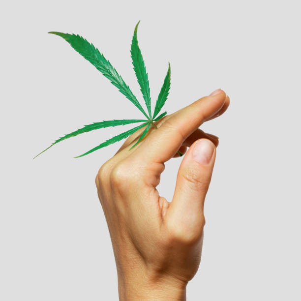 istock Female hand with a green cannabis leaf 1290261560