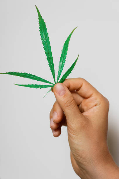 istock Female hand with a green cannabis leaf 1290261587