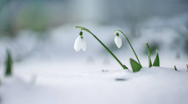 istock Panoramic view to spring flowers in the park 1290261642