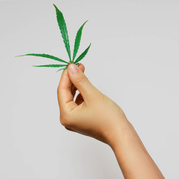 istock Female hand with a green cannabis leaf 1290261652