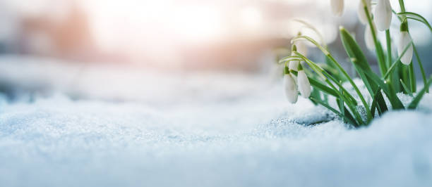 Panoramic view to spring flowers in the park Panoramic view of the spring flowers in the park. New fresh snowdrop blossom on beautiful morning with sunlight in snow. Wildflowers in the nature snow flowers stock pictures, royalty-free photos & images