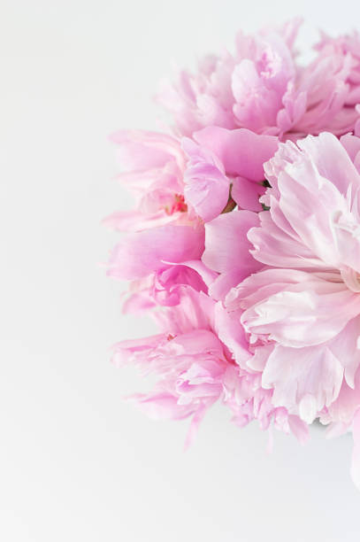 istock Pink abstract floral background. Peony flower close up. Copy space. Selective focus. Vertical crop. 1290261726