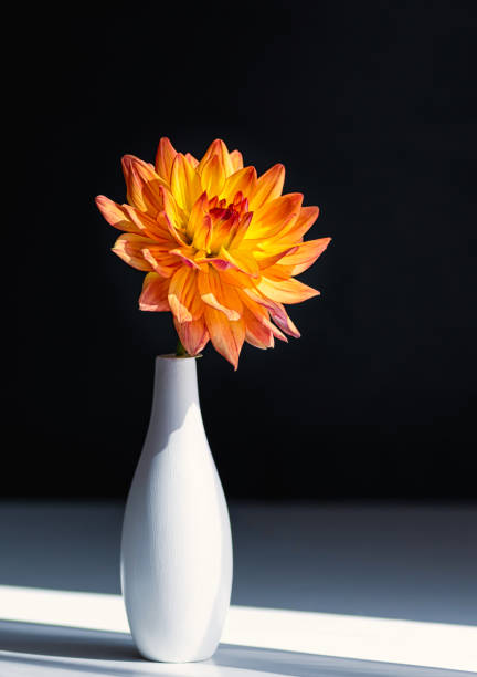 istock Bright orange dahlia in a white ceramic vase on a black background. Close-up. 1290261747