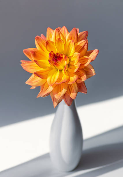 istock Bright orange dahlia in a white ceramic vase on a grey background. Close-up. 1290261752