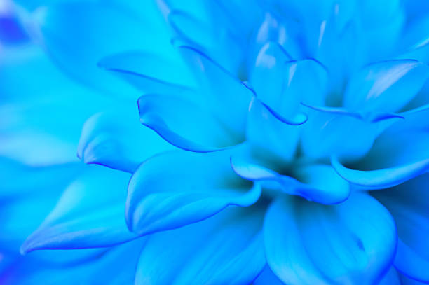 Blue flowers abstract background.